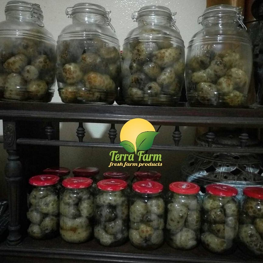 Jus de noni Terra Farm 100 % Naturel (Sans additifs)