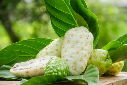 Jus de noni Terra Farm 100 % Naturel (Sans additifs)