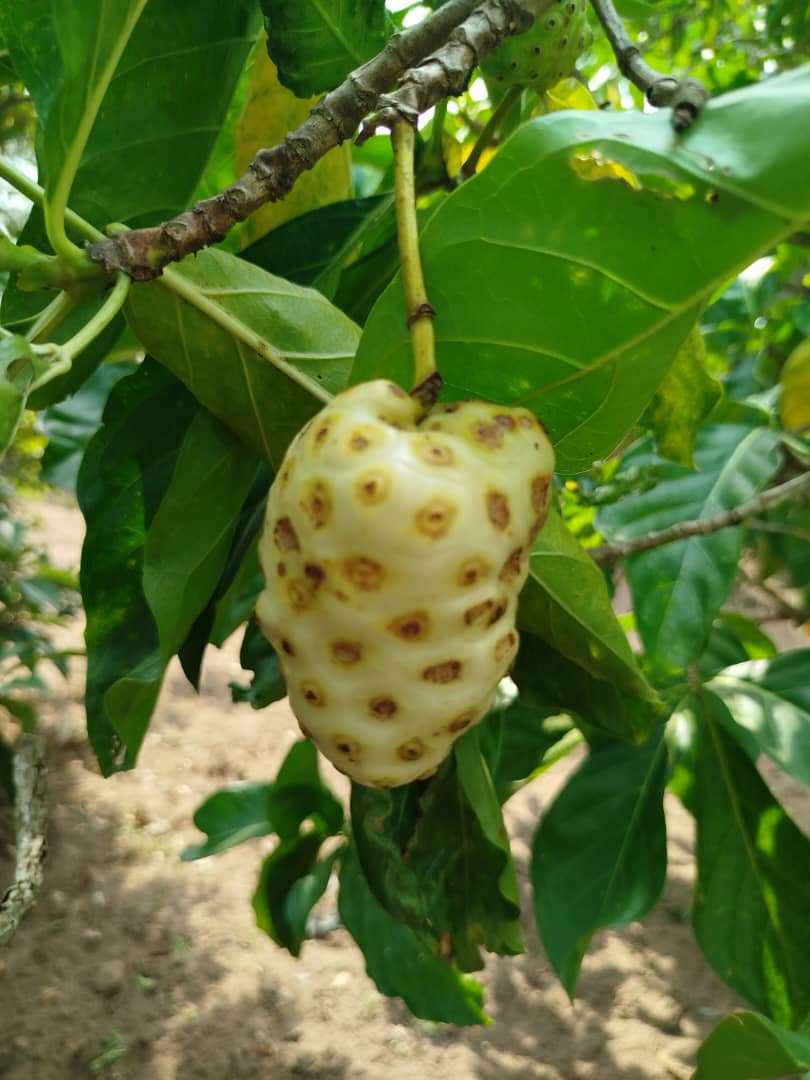 Jus de noni Terra Farm 100 % Naturel (Sans additifs)