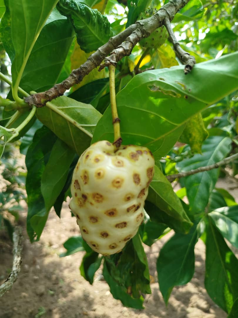 Jus de noni Terra Farm 100 % Naturel (Sans additifs)
