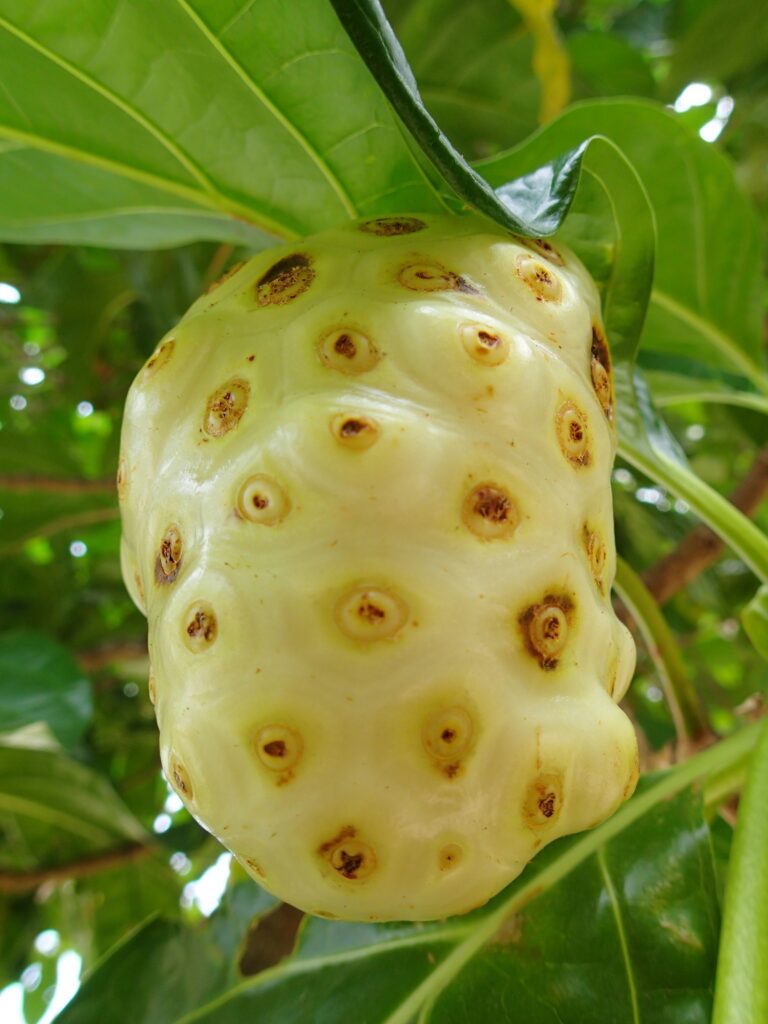 Jus de noni Terra Farm 100 % Naturel (Sans additifs)